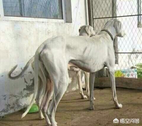 大型敖犬图片:我国的两大獒犬是哪两种狗？有何依据？ 臧敖犬图片