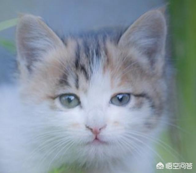 养猫指南:在不同的季节里要如何来养猫？