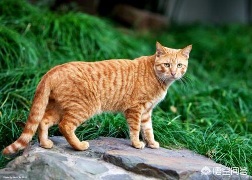 狸花猫灵异事件:把狸花猫放到非洲大草原，狸花猫可以存活下来吗？为什么？