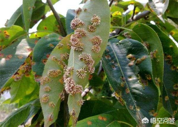 梨锈壁虱:种植果树的，杀锈壁虱和红蜘蛛用哪种农药比较好？