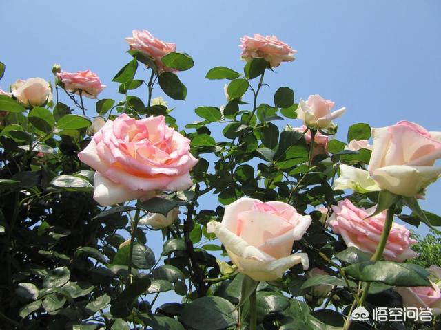 月季花栽培技术教程:新买的月季如何栽种比较好？