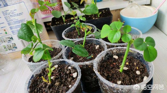 月季花栽培技术教程:新买的月季如何栽种比较好？