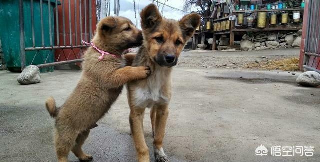 田园犬:在中国不受欢迎的土狗，在国外受欢迎吗？理由是什么？ 田园犬智商排名
