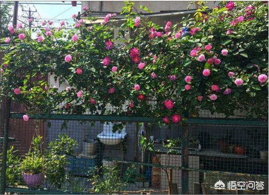 怎么做院子围墙又便宜又好看？插图39