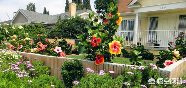 怎么做院子围墙又便宜又好看？插图43