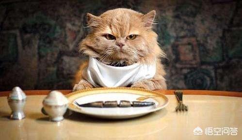 英短幼猫吃什么爱胖:猫号称馋猫，人吃的什么食物对猫咪有伤害？