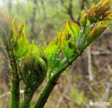 西里汉梗绝种:春天到了，你的家乡有哪些好吃的野菜？有哪些常见的自然美味？