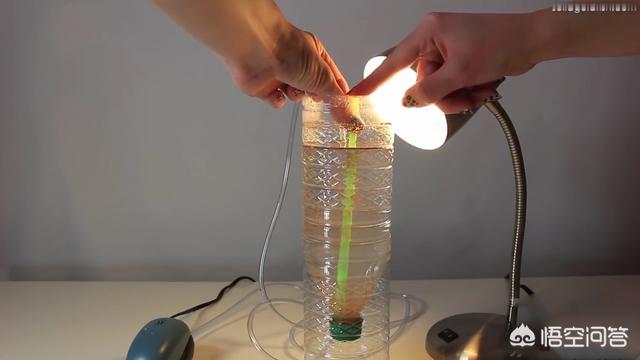 丰年虾孵化 浓度:买显微镜送的虾怎么培育好？