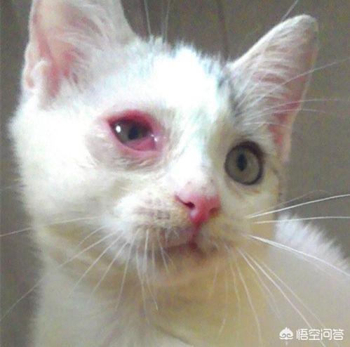 宠儿香:虎斑猫猫鼻支是什么引起的，虎斑猫猫鼻支要多久才能好？