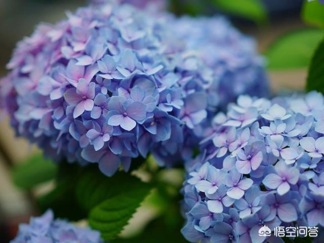 绣球狗长什么样子:春天该如何养护绣球花？要施什么肥？ 绣球狗到底能长多大啊