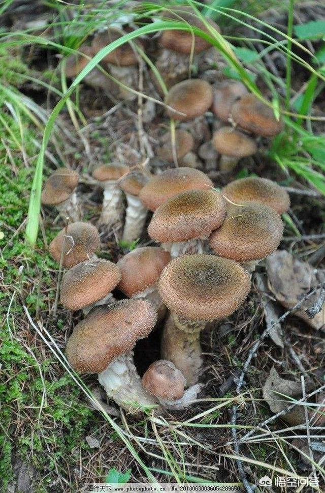 动物性饲料互联网项目:互联网 畜牧业，创业前景如何？