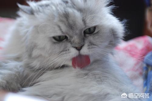 好看的金吉拉猫图片:金吉拉猫和蓝猫哪个好养？