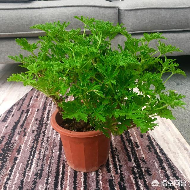 除虫菊酯多少钱:植物花卉常见的害虫有哪些？该怎么防治？