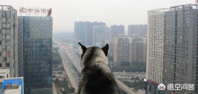 狂犬病致死率近100%，城乡养狗普遍，流浪狗泛滥，该怎么办？插图18