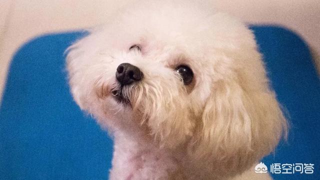 狂犬病致死率近100%，城乡养狗普遍，流浪狗泛滥，该怎么办？插图21