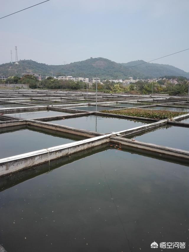 车轮虫 生活史:养鱼时，用什么药物可以防治车轮虫病？