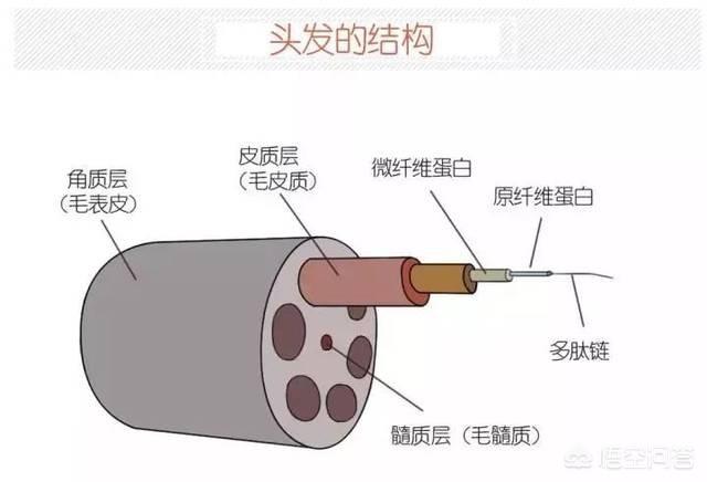 发膜与护发素的区别:护发素、护发精华、发膜哪种好用？