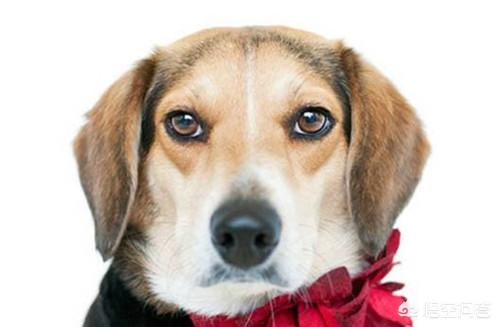 狗狗拉稀都是水怎么办:柴犬经常便便拉水样，柴犬拉好几天水样便怎么办呢？
