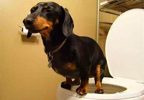 狗狗拉稀都是水怎么办:柴犬经常便便拉水样，柴犬拉好几天水样便怎么办呢？