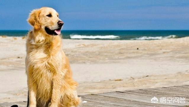 比高犬:家狗和野狼相比，谁的智商更高一点？为什么？