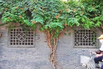 常春藤图片网:常春藤突然有一部分枝叶黄了，怎么回事？