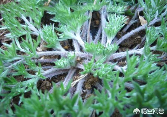 农村老俗话说"正月茵陈二月蒿,三月只能当柴烧"是什么意思?能吃吗?