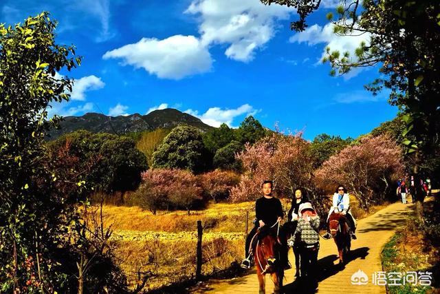 秋田犬八千今天巡视微风花市:去云南旅游一次大概需要花多少钱？