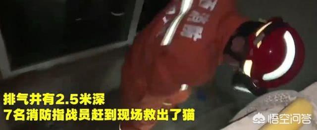 消防员救狗跳粪坑:怎么看待兰州突降暴雨，消防员营救“巨婴”？
