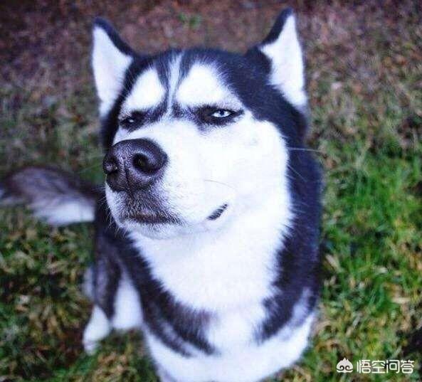 哈士奇和杜宾犬打架谁会赢呢:哈士奇是否会因为智商低而被其他犬类歧视？