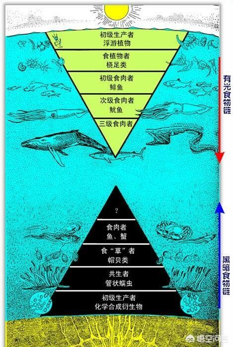 世界上最大的水怪是什么，深海中有可能存在比鲸鱼更大的超巨型生物吗