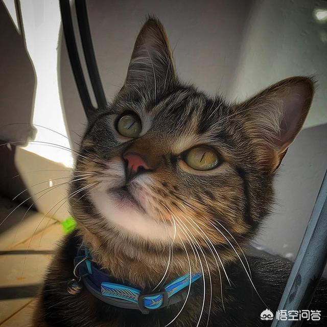 小猫 乱咬:怎么纠正猫咪爱咬人的习惯？