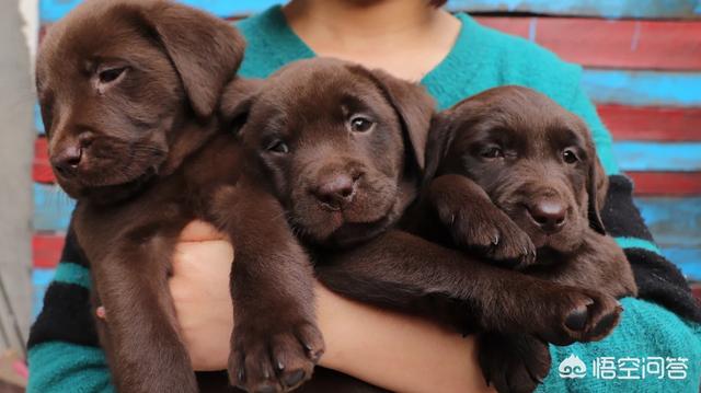 叫救助犬最后的遗言:反对流浪犬安乐死的“爱狗人士”，你们能给出好办法吗？