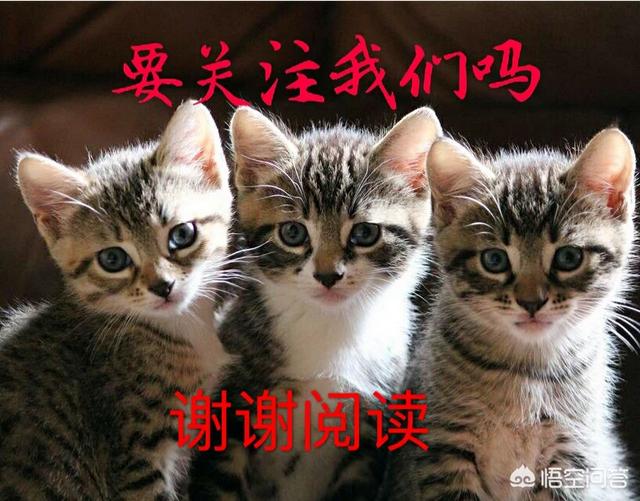 爪哇猫感冒发烧怎么办:猫感冒能吃感康吗，猫咪可以吃人的感冒药感康吗？