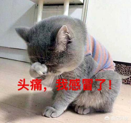 爪哇猫感冒发烧怎么办:猫感冒能吃感康吗，猫咪可以吃人的感冒药感康吗？