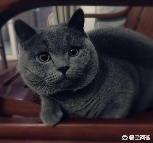 爪哇猫感冒发烧怎么办:小猫轻微感冒有什么解决办法？