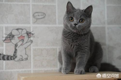 爪哇猫感冒发烧怎么办:小猫轻微感冒有什么解决办法？