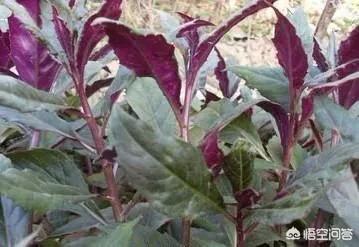 在农村血皮菜的种植方法有哪些呢？