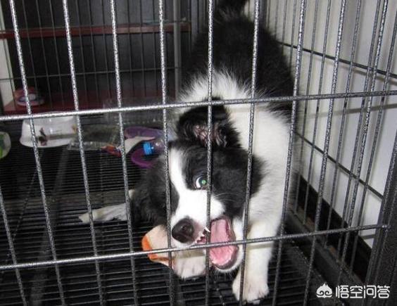 石家庄边牧吧:买一只边牧需要多少钱？有哪些建议？