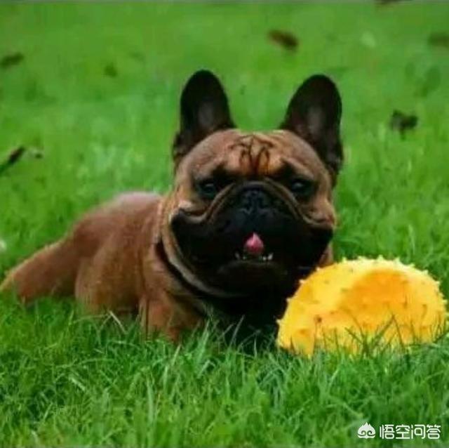 训犬教程:如何训狗练扑咬？目标犬：马犬，五个月？