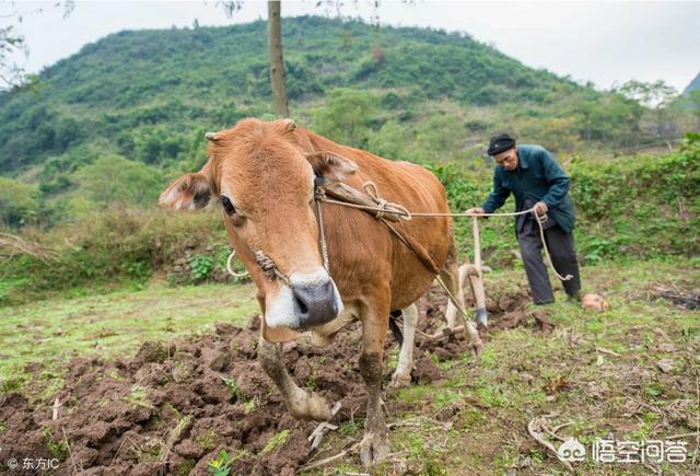 白冠噪鹛吉利吗:人民币尾数3连，请问各位有留着的必要吗？ 白冠噪鹛图片