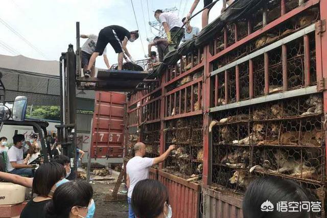 白云区宠物狗市场在哪里:广州什么地方可以买到便宜又好的狗狗？