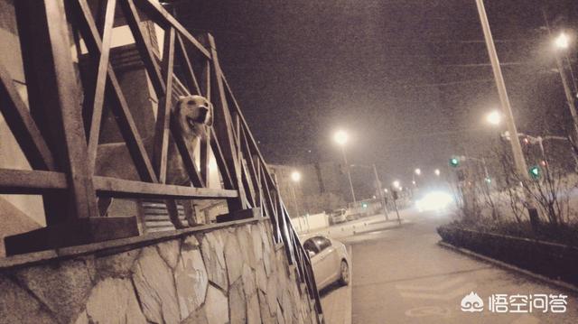 西帕凯犬多钱:你的狗狗一个月的伙食费有多少？ 西帕基犬幼犬价格表