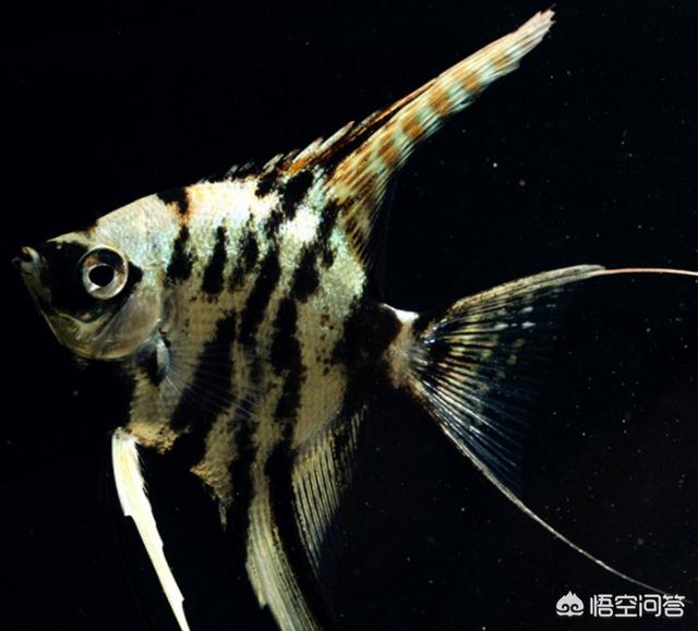燕鱼:燕鱼应该如何养，有哪些注意事项？