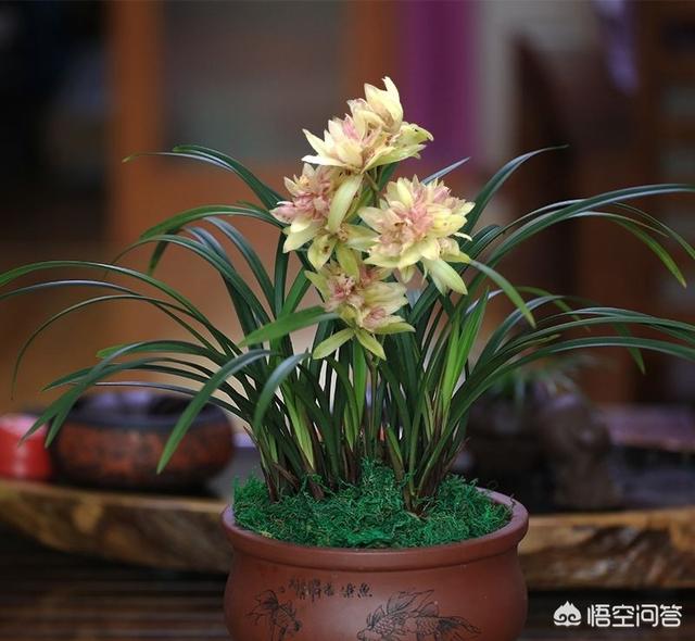 兰花建兰:建兰什么时间喷施磷酸二氢钾？