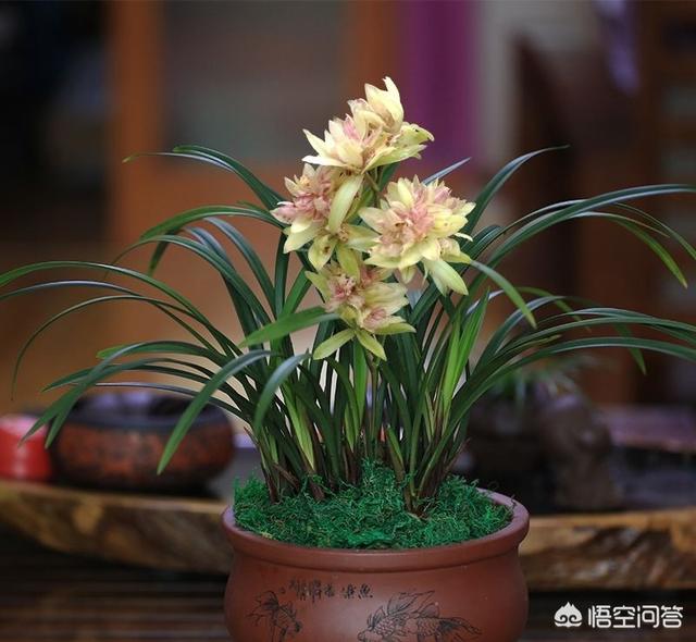 建兰吧:建兰大凤素上盆时，芦头是埋入植料中还是露出植料表面好？