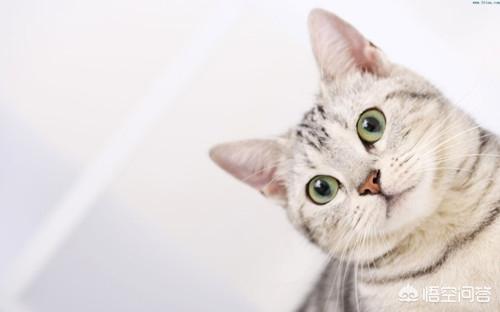 美短公猫发腮是什么意思:美短公猫不发腮与发腮对比 为什么我的美短脸尖，美短小时候脸是尖的吗？