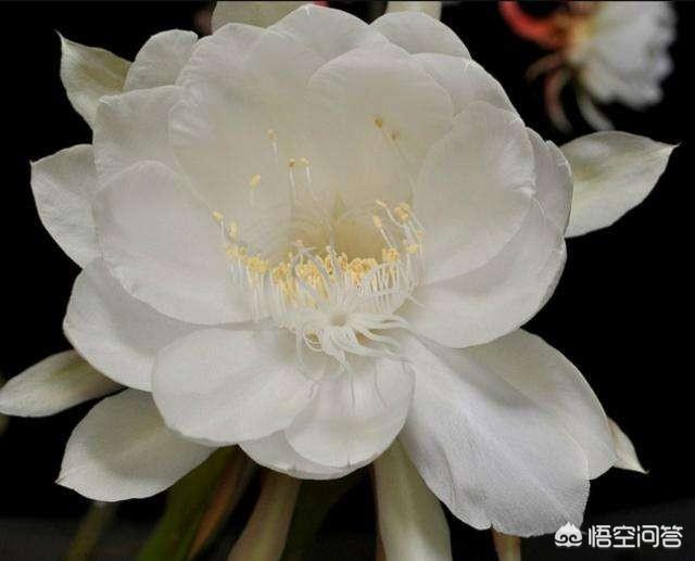 昙花怎么养,假昙花怎么养假昙花的养殖方法？