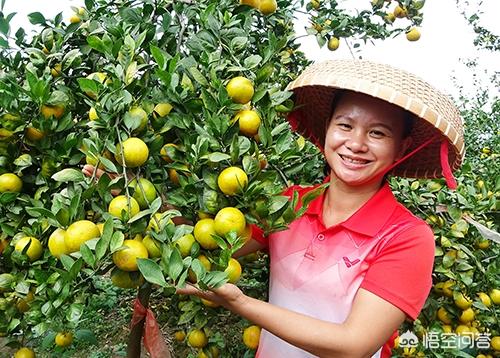 一条月入九万的狗:洛阳61岁大爷靠吹糖人月入过万，你怎么看？