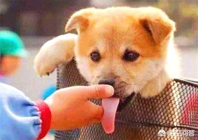 下列有关狂犬病的预防措施:被狗咬了怎么预防狂犬病发作？狂犬病毒发病时有⺇个活下来的？