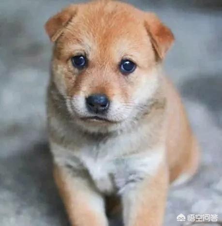 驯养宠物知识大全:初次饲养宠物有哪些禁忌？